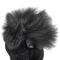 Portrait of beautiful black poodle
