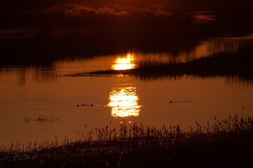 Early morning sunlight in the wetlands of a river delta in spring in Pori, Finland