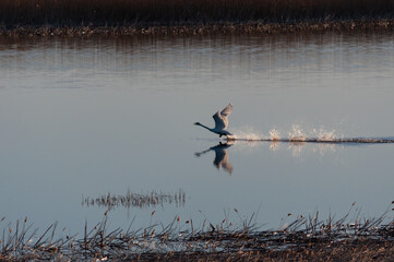 Early morning bird on a river delta in spring in Pori, Finland