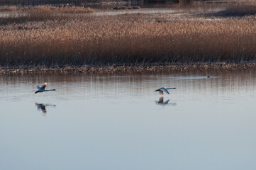 Early morning birds on a river delta in spring in Pori, Finland