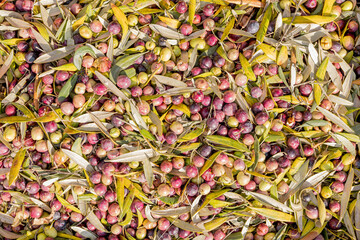Top view of freshly harvested olives mixed with green leaves, displaying the vibrant colors and natural texture of the Mediterranean harvest