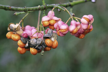 fruits and seeds of common spindle