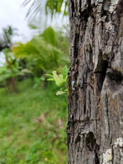 Obraz premium plants that grow in the gaps in the bark of coconut trees
