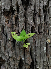 plants that grow in the gaps in the bark of coconut trees