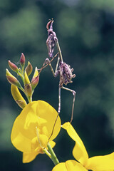 conehead mantis on a rush broom flower