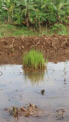 A mound of green rice seed plants is in a watery and muddy rice field