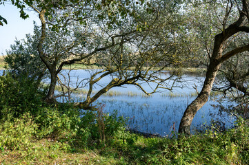 Fototapeta premium Trees by a lake