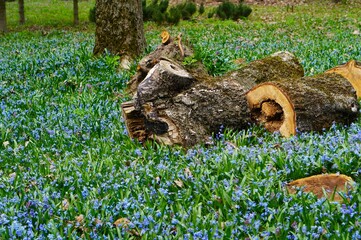 Trunks of fallen rotten trees among a glade of blue flowers Scylla squill in Siberian spring in the...