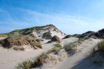 Dunes with beach grass on the North Sea coast