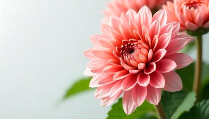 red dahlia flower