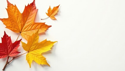 Fototapeta premium Golden autumn leaves on white, crisp studio shot, twig, gold, harvest