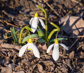 Gentle and pristine beauty in nature.