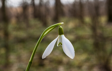 Snowdrop belongs to primroses.