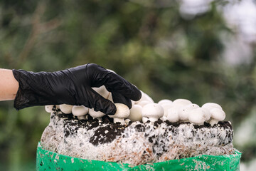 Harvesting fresh white champignons from mushroom substrate outdoors