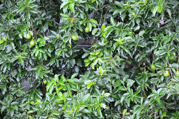Large avocado fruit tree (Persea americana) laden with ripening fruit in the field
