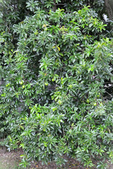 Large avocado fruit tree (Persea americana) laden with ripening fruit in the field