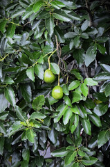 Large avocado fruit tree (Persea americana) laden with ripening fruit in the field