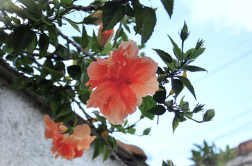 Salmon-colored Hibiscus fragilis DC. flowers and buds high on the wall