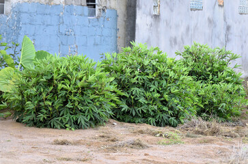 Hibiscus sabdariffa bushes growing in the field