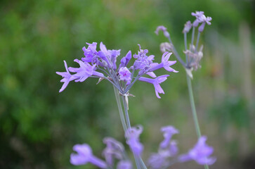 Beautiful flower of the social garlic (Tulbaghia violacea) in the vegetable garden