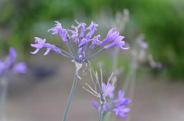 Beautiful flower of the social garlic (Tulbaghia violacea) in the vegetable garden