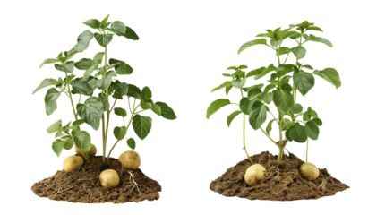 Potato plant with potatoes growing out of the ground isolated on transparent background, cutout png