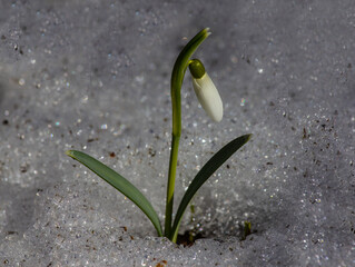 Snowdrop Galanthus is the first flower of spring.