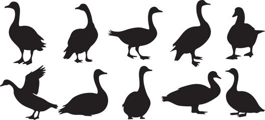 Obraz premium Duck silhouette