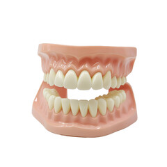 Obraz premium Teeth isolated on white background