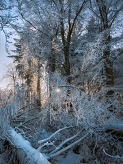 Winterlicher Morgen im Mischwald bei Schnee