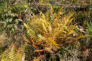 Farn im Wald