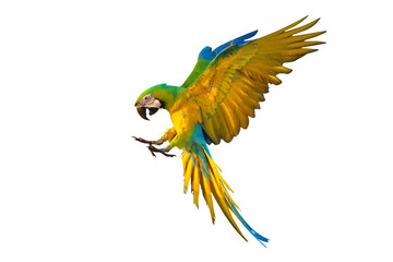Colorful flying Buff Gold​ Macaw parrot isolated on transparent background png file