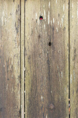 Weathered Harbour Wharf Wall Wood Plank Texture Background with Holes