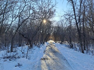 winter landscape with snow covered trees