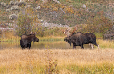 Bull and Cow Moose Rutting in Grand Teton National Park Wyoming in Autumn