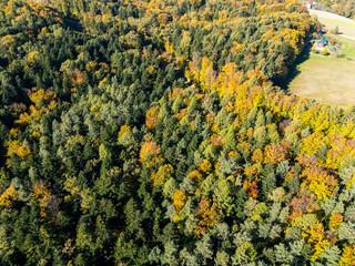 Aerial view of a dense forest in autumn showcasing vibrant colors of foliage. The changing leaves...