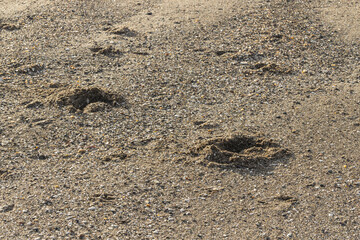 Horse Hoof Prints in Sand on Beach, Outdoor Summer Vacation, Equestrian Sport