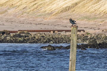 Shag Seabird Drying Outstretched Wings on a Wooden Post After Fishing at the Seaside Harbour...
