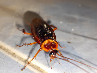 Close-up photo of a cockroach lying face down on a white floor. Cockroaches are disgusting and dirty insects, and are a source of disease.
