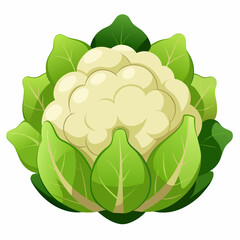 green cabbage isolated on white