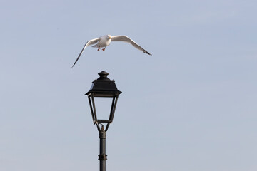 Herring Gull Seabird Flying Past Black Cast Iron Lamppost with Victorian Style Lantern, Close Up