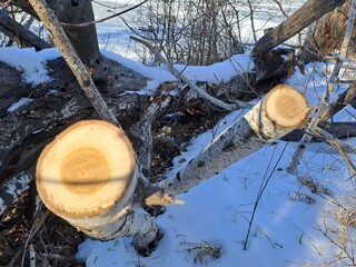 cut trees in the forest