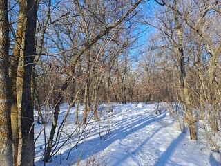 trees in the snow