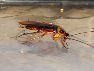 Close-up photo of a cockroach lying face down on a white floor. Cockroaches are disgusting and...