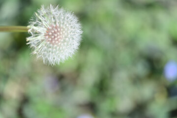 flower of a dandelion