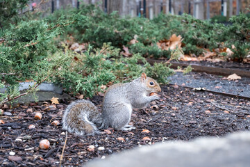 A gray squirrel is eating from a pile of acorns