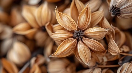 Dried Flower Close-Up: Delicate Brown Hues and Textured Petals