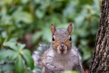 Obraz premium A squirrel is standing on a tree branch