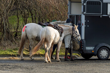 Two White Horses Being Feed on Hay at Rear of Horse Trailer