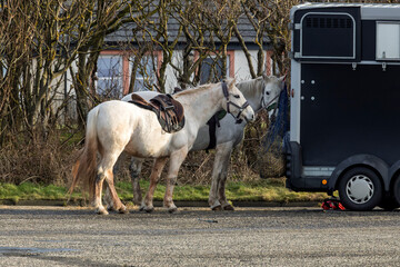 Two White Horses Being Feed on Hay at Rear of Horse Trailer